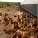 안종호농장 이미지