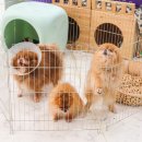 개들의왕국 이미지