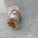 펫더헤븐독스쿨