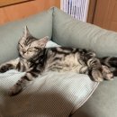 라마지샤 이미지