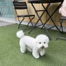 몽시오 이미지