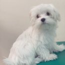 포시즌 동물병원 이미지