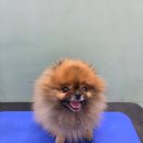 펫스파 | 수원애견미용실 권선구애견미용 잘하는 바움펫에서 포메라니안 스파 후기~