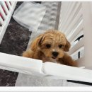 행복펫 애견미용실 이미지