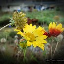화락 - 남구 왕생로 134 | 화락