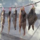 고기굽는날 Daum카페