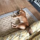 리츠펫 선물 | [이천]넓은 야외 운동장이 매력적인 애견 카페 리츠펫 선물