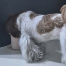 바플렉스 | 강아지 근육 영양제 추천 🐶시리어스펫 코제트 M&P