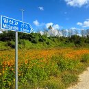 GS25(밀양산외점) | [여행] 10월에 해바라기가 만개? 밀양 산외꽃담뜰, 무료 가을 축제 완벽 즐기기!