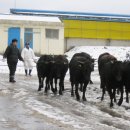 제주 흑우 이미지