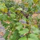 (주)포도 이미지