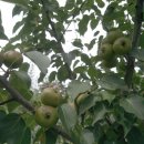 돌배 산돌배 효능 이미지