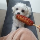 리봄동물의료센터 이미지