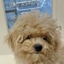 그루머 댄 이미지