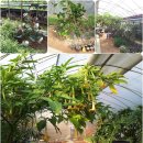 짱구2농장 이미지