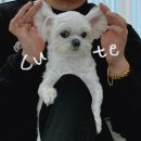 세교와르 이미지
