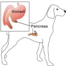 청담눈초롱안과동물병원 이미지