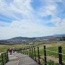 소유목장 | 🌸 가족이랑 벚꽃 보러 갔다가 진짜 숨 막혔어요 — 한국의 알프스 충남 벚꽃 명소 서산한우목장