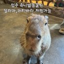 기지유치원 | 청주 가볼 만한 곳 쥬니멀동물원 동물 먹이주기 체험 솔직 후기