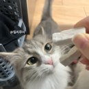 털보상회 이미지