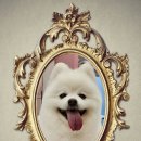 엘리펫 살롱 이미지