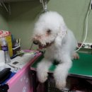 시오인테리어 네이버블로그