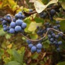 댕댕이 운동장 이미지