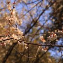 한국기행/ 봄과 한 뼘 사이 - 제1부. 봄님은 어디까지 오셨나 ~ 제5부. 꽃보다 아름다운 이미지