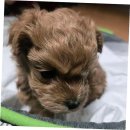 펫캐슬 강아지고양이 애견샵 의정부점 이미지