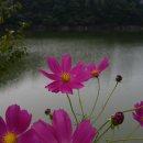 유료낚시터