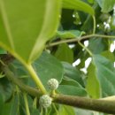 오원농장 이미지