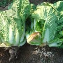 산야초약용식물관리지도사 2급 | 여름에 심는 작물들 관리요령 주간 농사 정보 2021.7.5 ~ 7.11