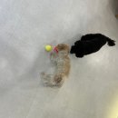 아임펜션 | 대전 프라이빗 애견 동반 펜션 추천 아임하우스 마당도 넓고 쾌적해요