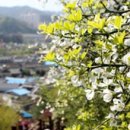 탱자네민박 이미지