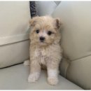강아지와고양이 이미지