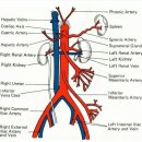 anatomy 이미지