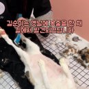 미용하냥 이미지