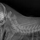 사상동물병원 이미지