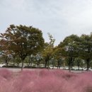 미사경정공원 | 미사 핑크뮬리🌸 강아지랑 가을 산책! 하남 미사경정공원 후기