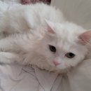 예뻐지냥 | 예뻐지냥 고양이미용후기