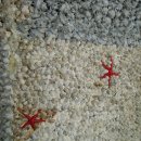 가파도민박 이미지