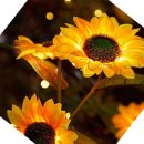 해바라기태양광 이미지