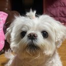 신림종합동물병원 이미지