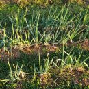 금주김장마을 이미지