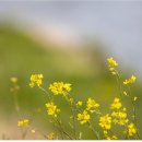 유채약국 이미지