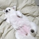 송주미피부미용전문 | &lt;봄댕&gt;계양구 작전동 애견미용&amp;목욕&amp;스파 전문숍 추천 후기