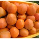 쌍둥이네 농장 이미지