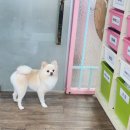 부산애견대학 이미지