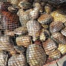 동호펜션 이미지