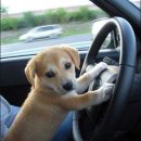 바우바우 이미지